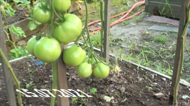 Томат Секретный соус красный снаружи малиновый внутри смотреть онлайн