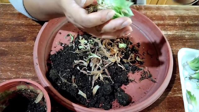 haworthia - Como separar los hijuelos y transplantar 🌵🪴 смотреть онлайн