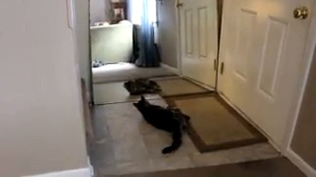 Cat Battles Mirror the Bubble смотреть онлайн