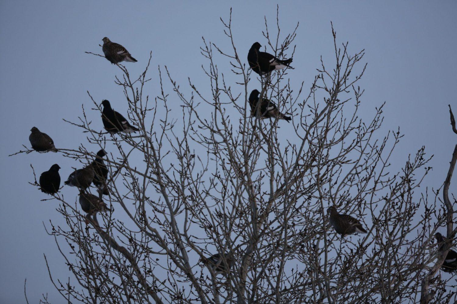 Охота на косачей, декабрь 2022! смотреть онлайн