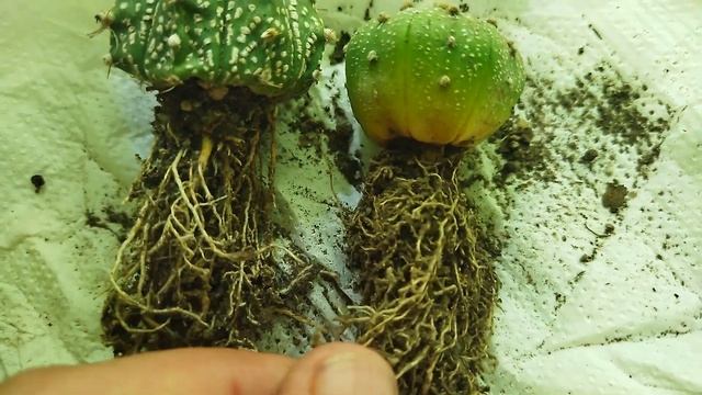 Посылка с кактусами. Пополнение новыми видами. Обзор посылки. смотреть онлайн