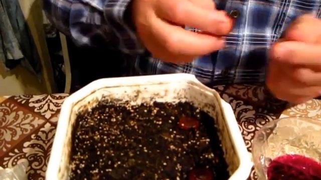 Как посадить орехи фундука смотреть онлайн