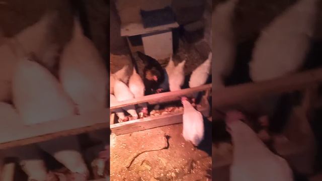 теплый курятник зимой смотреть онлайн