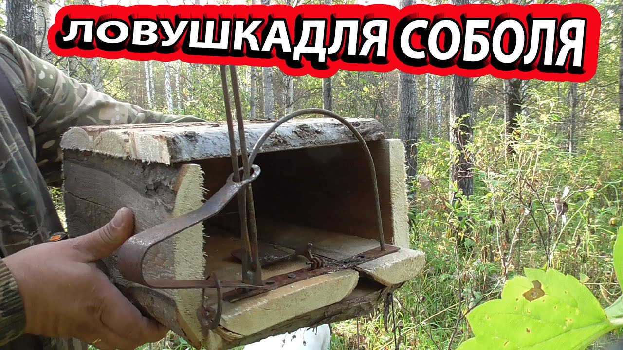 Установка капкана кд140 на соболя sable hunting смотреть онлайн