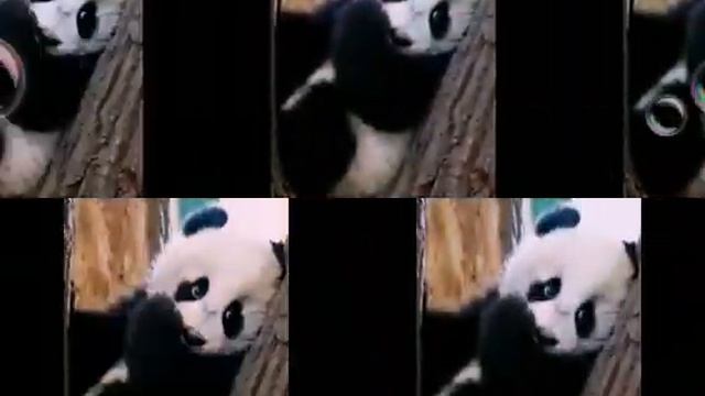 Видео с пандой смотреть онлайн