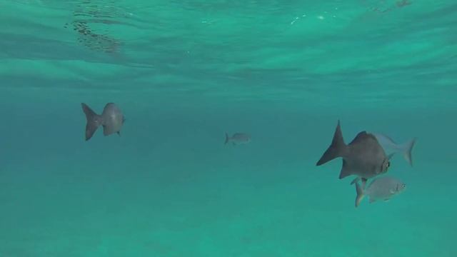 Governors Beach. Grand Cayman (by Snorkeling Quest) смотреть онлайн