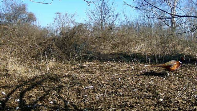 Фазаны смотреть онлайн