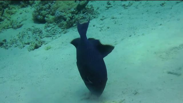 Tauchen am Hausreef Coraya Divers Marsa Alam 2016 Jaz Lamaya Iberotel смотреть онлайн
