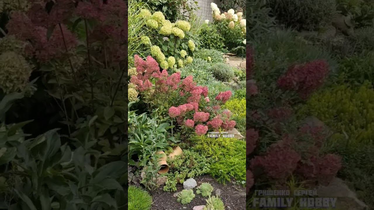 #гортензия#цветение в нашем саду 27 августа смотреть онлайн