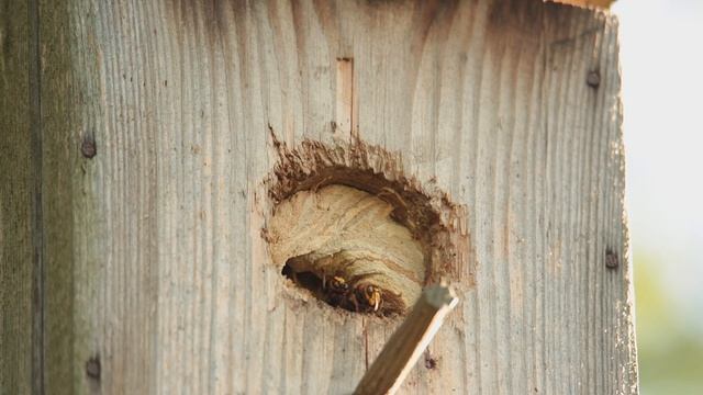 Шершни в скворечнике