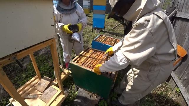 Состояние гнёзд пчёл к концу взятка. Кол - во собранного мёда. смотреть онлайн