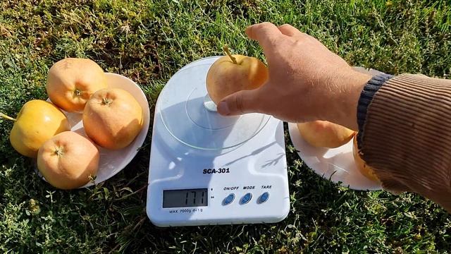 ЯБЛОНЯ ПИНК ПЕРЛ / Apples Pink Pearl смотреть онлайн