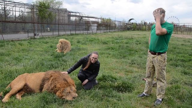 Общение со львом Малышом ! смотреть онлайн
