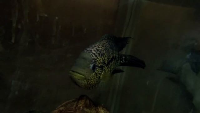 Испытания аквабокса для камеры xiaomi mijia 4k смотреть онлайн