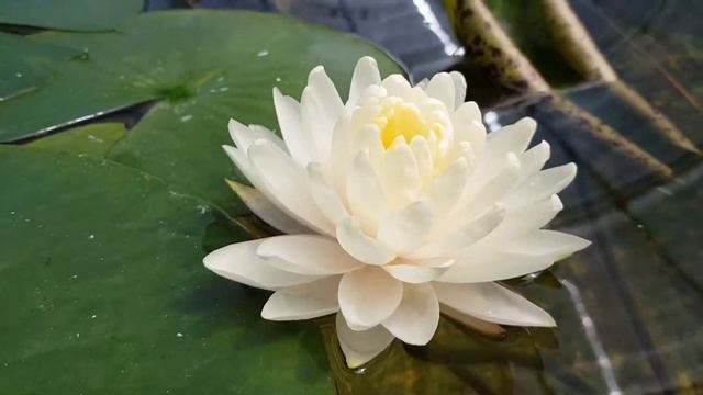 Нимфея Lemon Meringue первый цветок смотреть онлайн