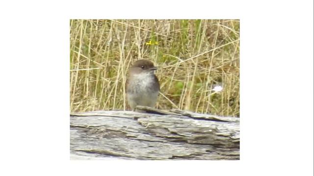 Birding in Alaska: Joe Hanfman смотреть онлайн