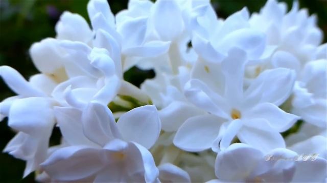 Марина Киссер ღ Отзовись ღ смотреть онлайн