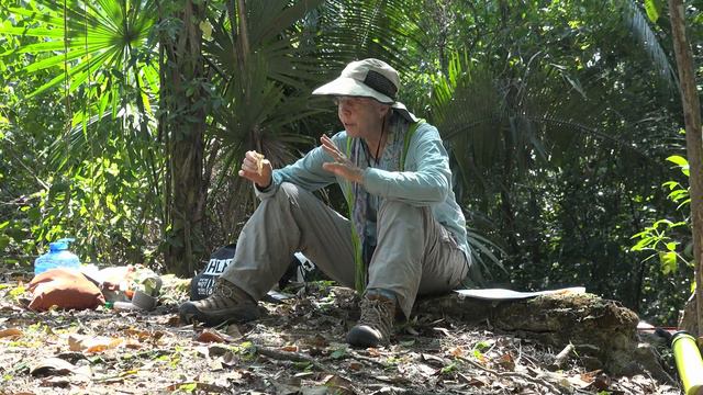 March 8, 2024 Master Forest Gardners in Belize (Unedited Footage) смотреть онлайн