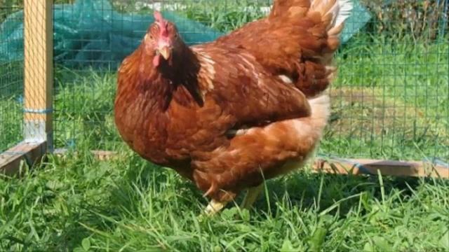 Куры породы Редбро описание отзывы характеристики смотреть онлайн