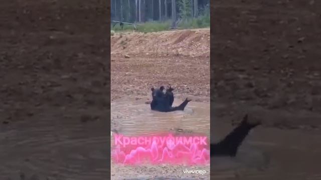 Свердловская область. Красноуфимск. Первая половина октября 2023.Где-то на белом свете ?? ?? ??