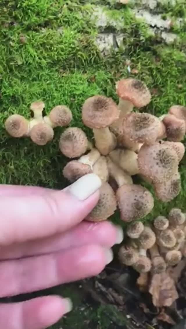 Наши первые осенние опята