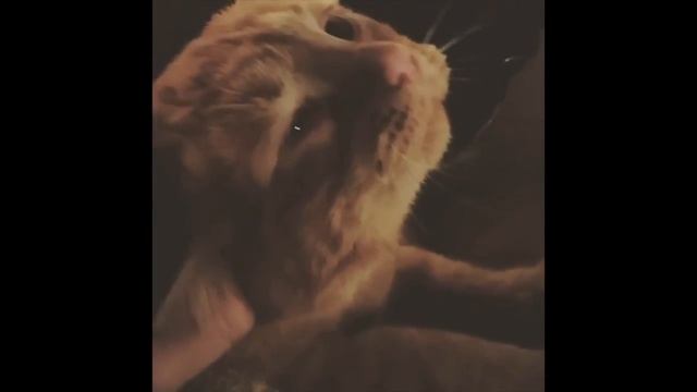 Самого грустного на свете кота взяли домой, и он преобразился смотреть онлайн