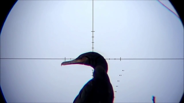 PCP Пневматика. Охота на Южно-Американскую дичь  