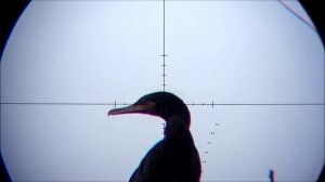 PCP Пневматика. Охота на Южно-Американскую дичь