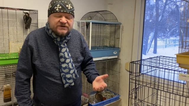 Видеолекции о птицах: Коростель смотреть онлайн