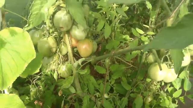 томат Бычье сердце розовое Дегустация смотреть онлайн