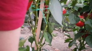 Перец Забор, Джипси. Ухожу от гибридов. Достойная замена. 11.09.22