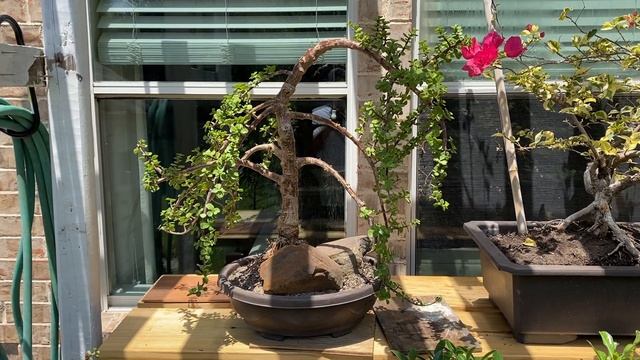 Portulacaria Afra Elephant Bush - (Pruning & Root Cuttings) смотреть онлайн