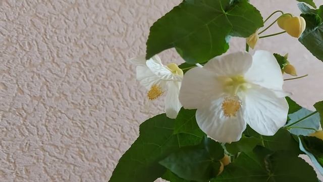 Гибридный абутилон Bella из семян смотреть онлайн