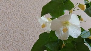 Гибридный абутилон Bella из семян