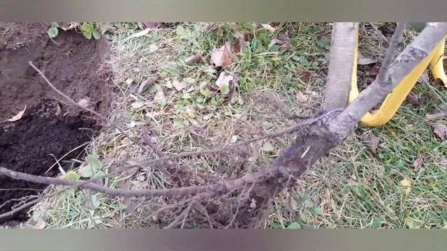 Пересаживаю грушу смотреть онлайн