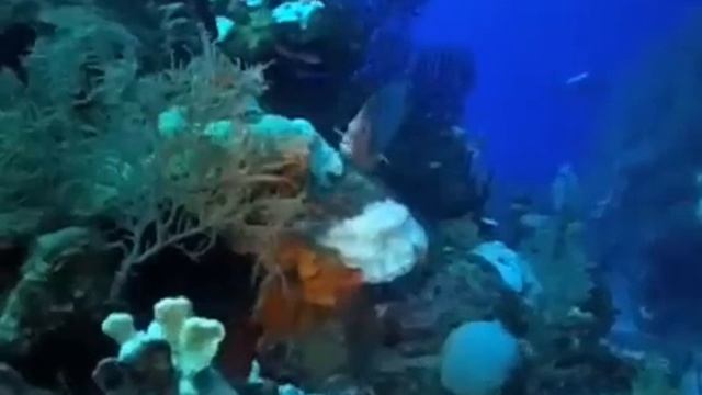 Grand Cayman Oct '09 смотреть онлайн