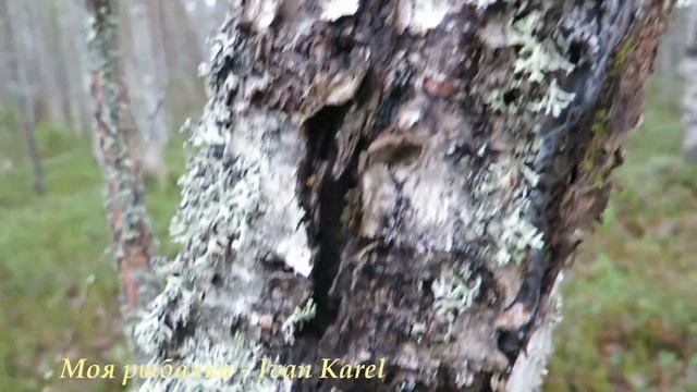 Рыбалка , Дом бобров ,Гриб чага ЧАСТЬ # 2? Fishing , house of the beavers , chaga Mushroom PART # 2 смотреть онлайн