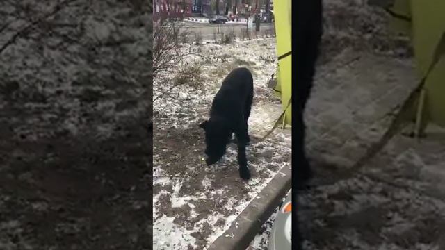 Замечен ризеншнауцер или РЧТ смотреть онлайн