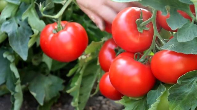 ТОМАТ ДЖЕЙН идеально для салатов смотреть онлайн