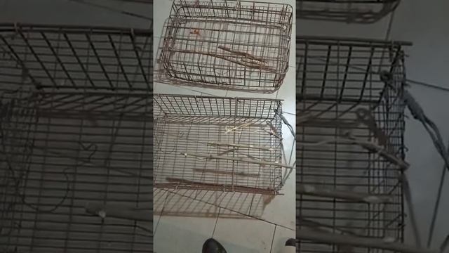 Как поймать фазана. Живоловка .Фазан живой.Простая ловушка на фазана смотреть онлайн