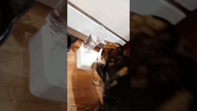 Bengal Cat Testing Water Dispenser. Бенгальская кошка тестирует поилку. @BaskinaFasol