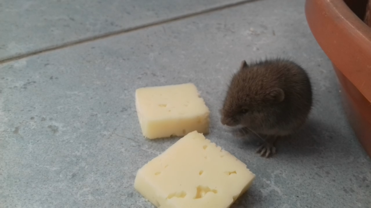 Ни собачка, ни котёнок, а маленький...