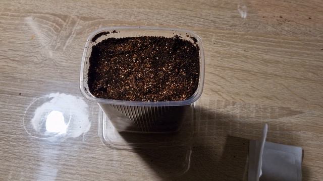 Как сажать семена катарантуса. Как сажать катарантус смотреть онлайн