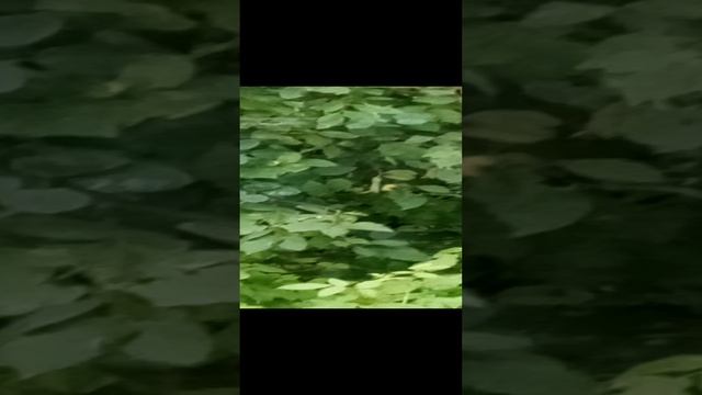 Залежи малинового кварцита и гранита на реке Тросна Жуковского района. смотреть онлайн