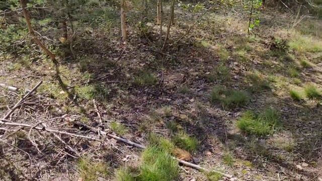 Поехали на дачу, и зашли в лес. смотреть онлайн