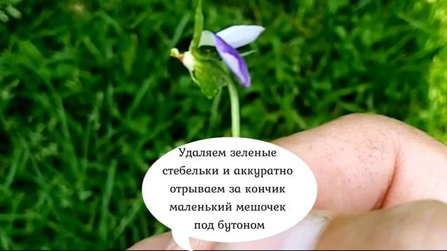 97. Дюймовочка. Чудо для детей за 1 минуту смотреть онлайн