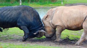 Один носорог против стада Буйволов сможет ли он с ними справиться?