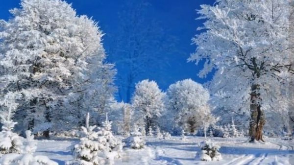 БЕРЁЗА (Белая берёза под моим окном...)