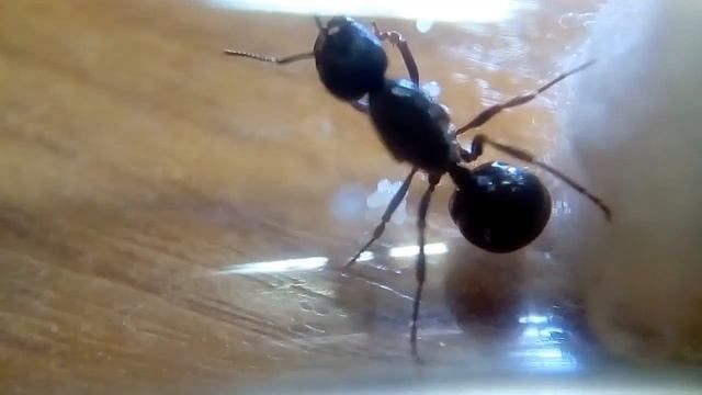 Как поднять муравьиную колонию с нуля. Матка Messor Structor. смотреть онлайн