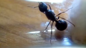 Как поднять муравьиную колонию с нуля. Матка Messor Structor.